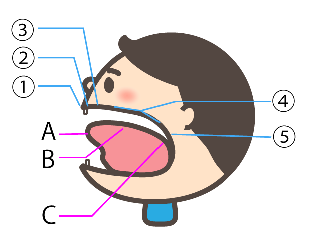 舌と上あごの位置